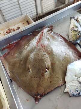 Image of Longnose Stingray