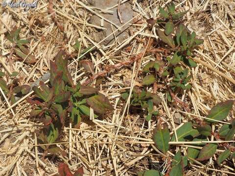 Image de Polygonum cognatum Meisn.