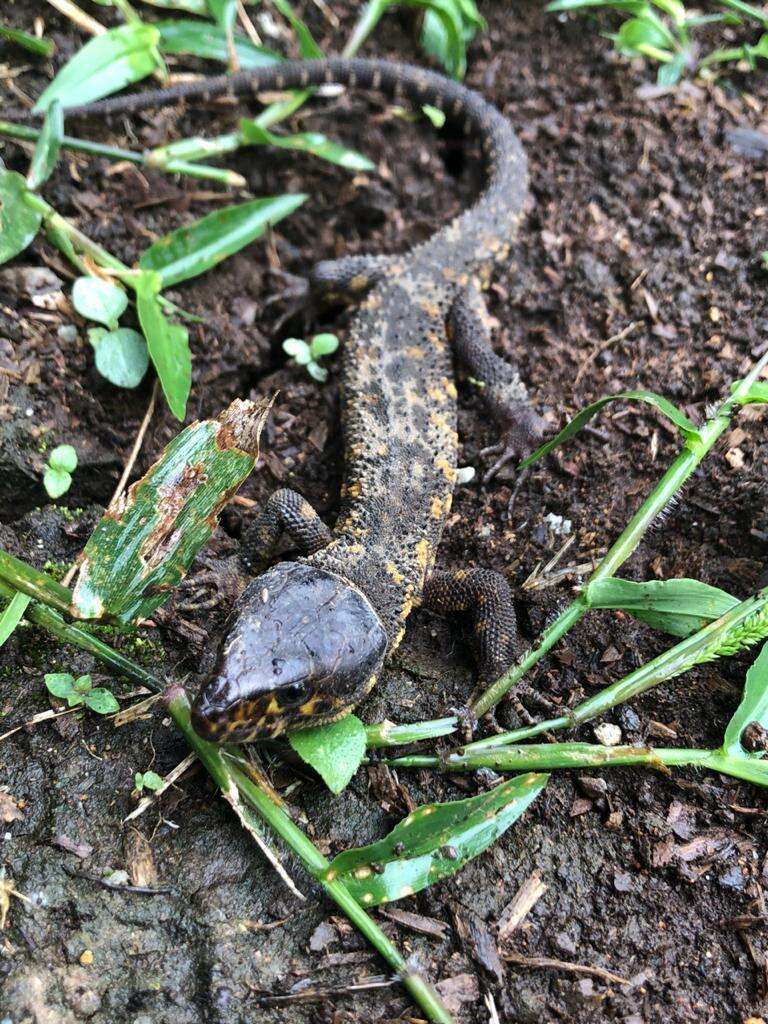 Image of Tropical night lizards