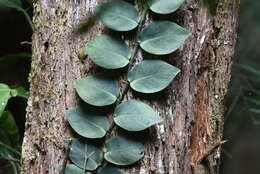 Image of Rhaphidophora hayi P. C. Boyce & Bogner