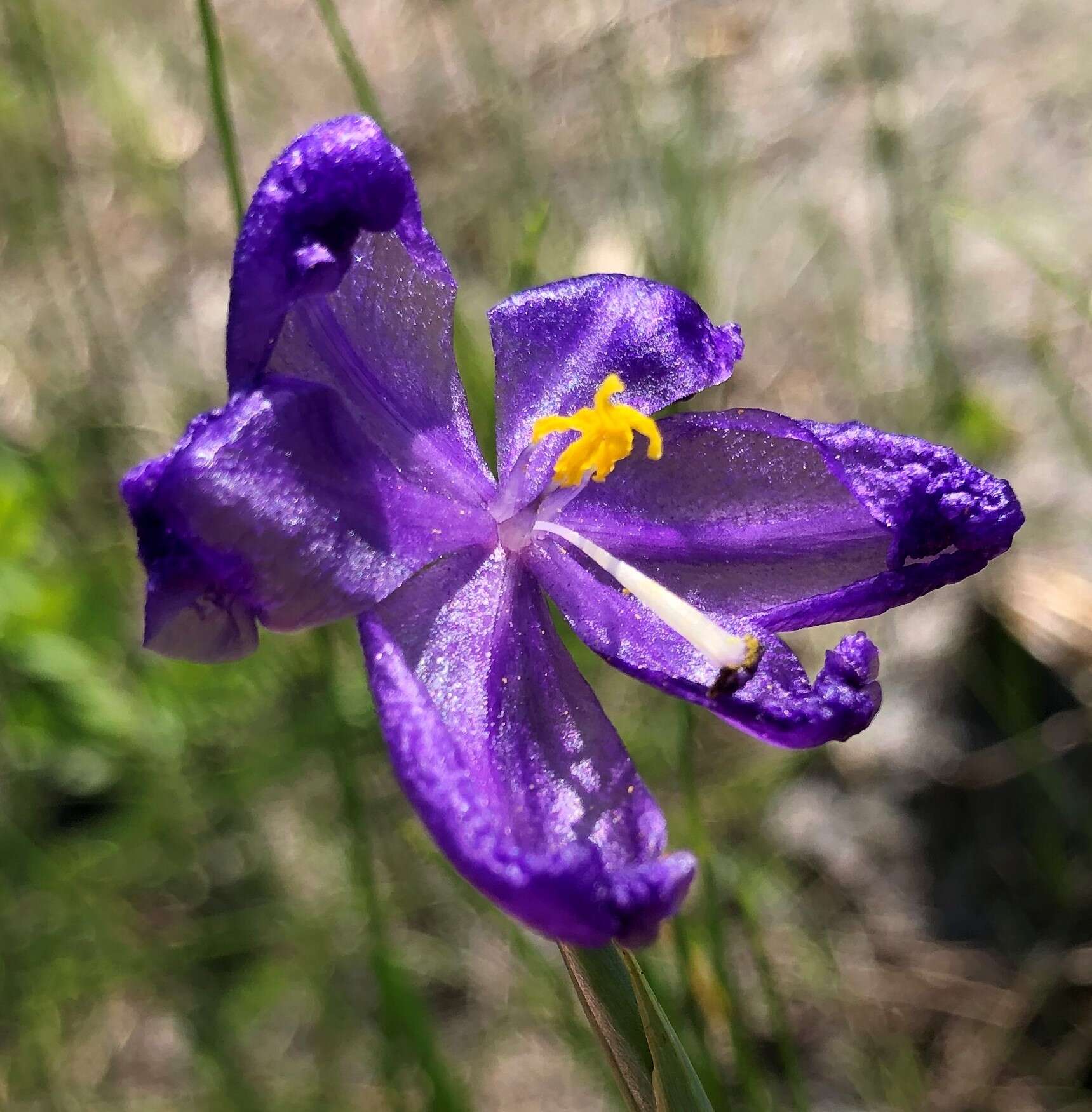 Imagem de Salpingostylis caelestina (W. Bartram) Small