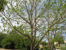 Image of Carya illinoinensis