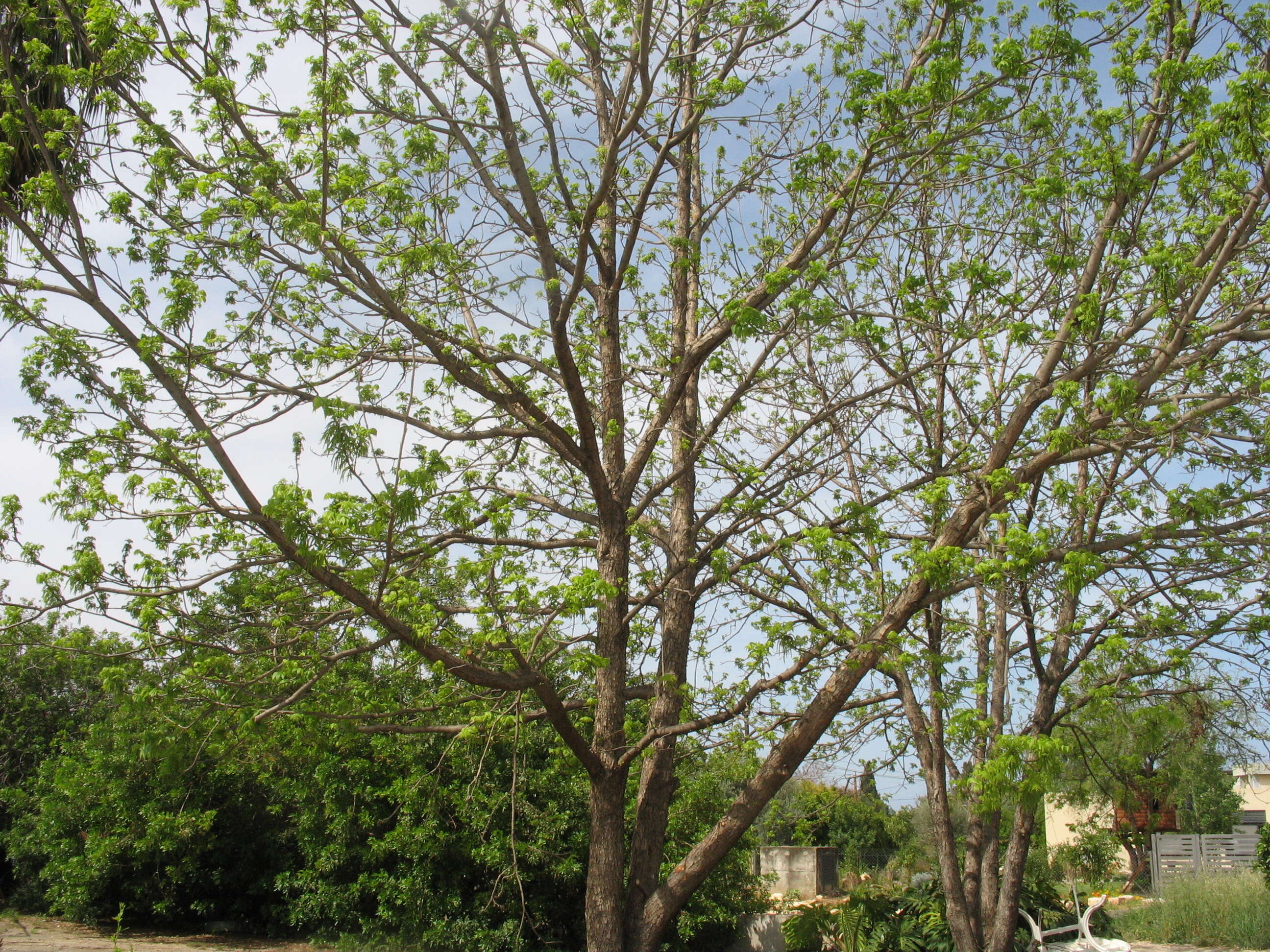 Image of Carya illinoinensis