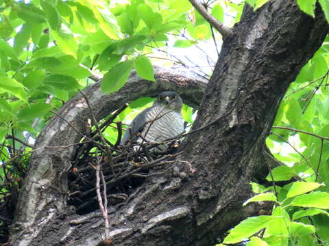 Image of Japanese Sparrowhawk