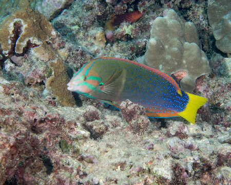 Image of African clown wrasse