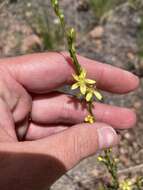 Image of New Mexico yellow flax