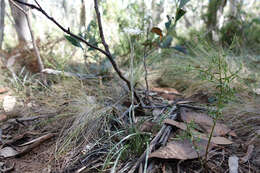 Image of Celmisia pugioniformis M. Gray & D. R. Given