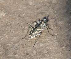 Image of Short-legged Tiger Beetle