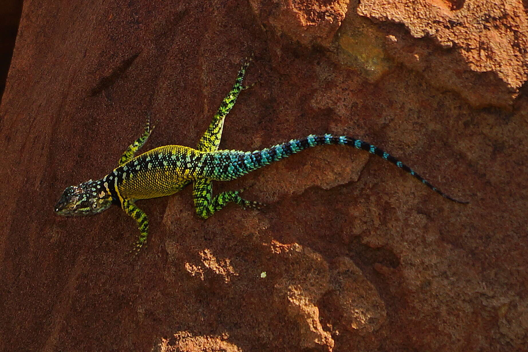 Image of Blue-spotted Spiny Lizard