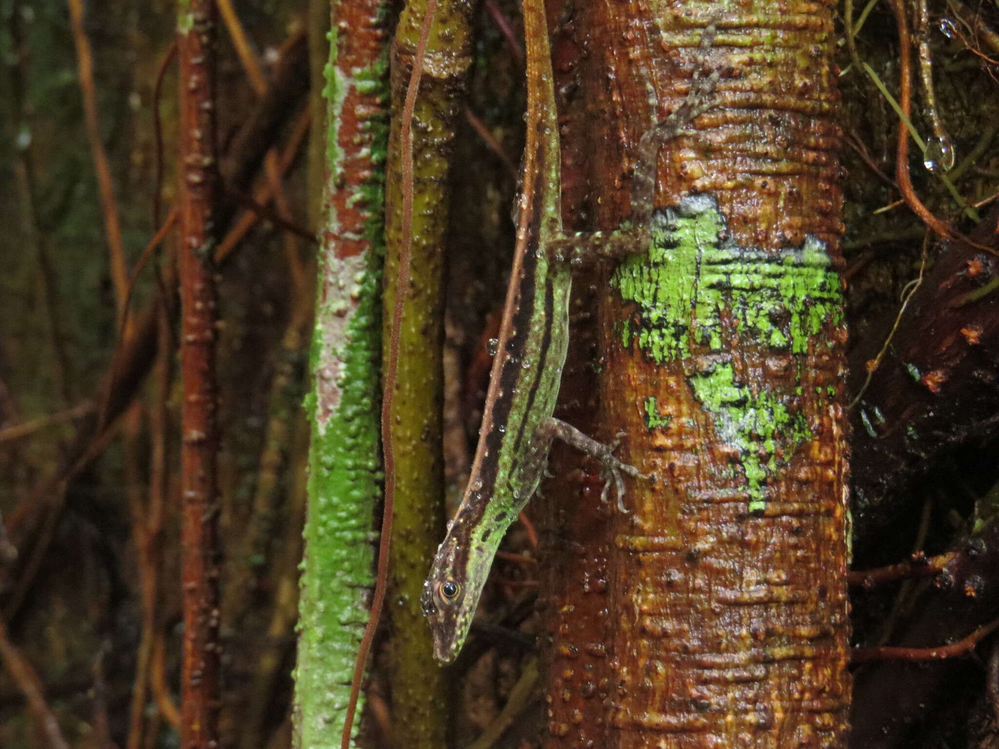 Image of Anolis anchicayae Poe, Velasco, Miyata & Williams 2009