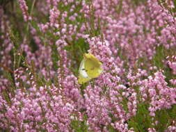 Image of pale cloudedyyellow