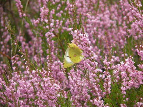 Image of pale cloudedyyellow