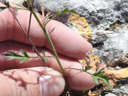 Image of splitleaf gilia