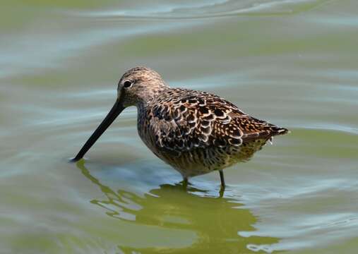 Image of Dowitcher