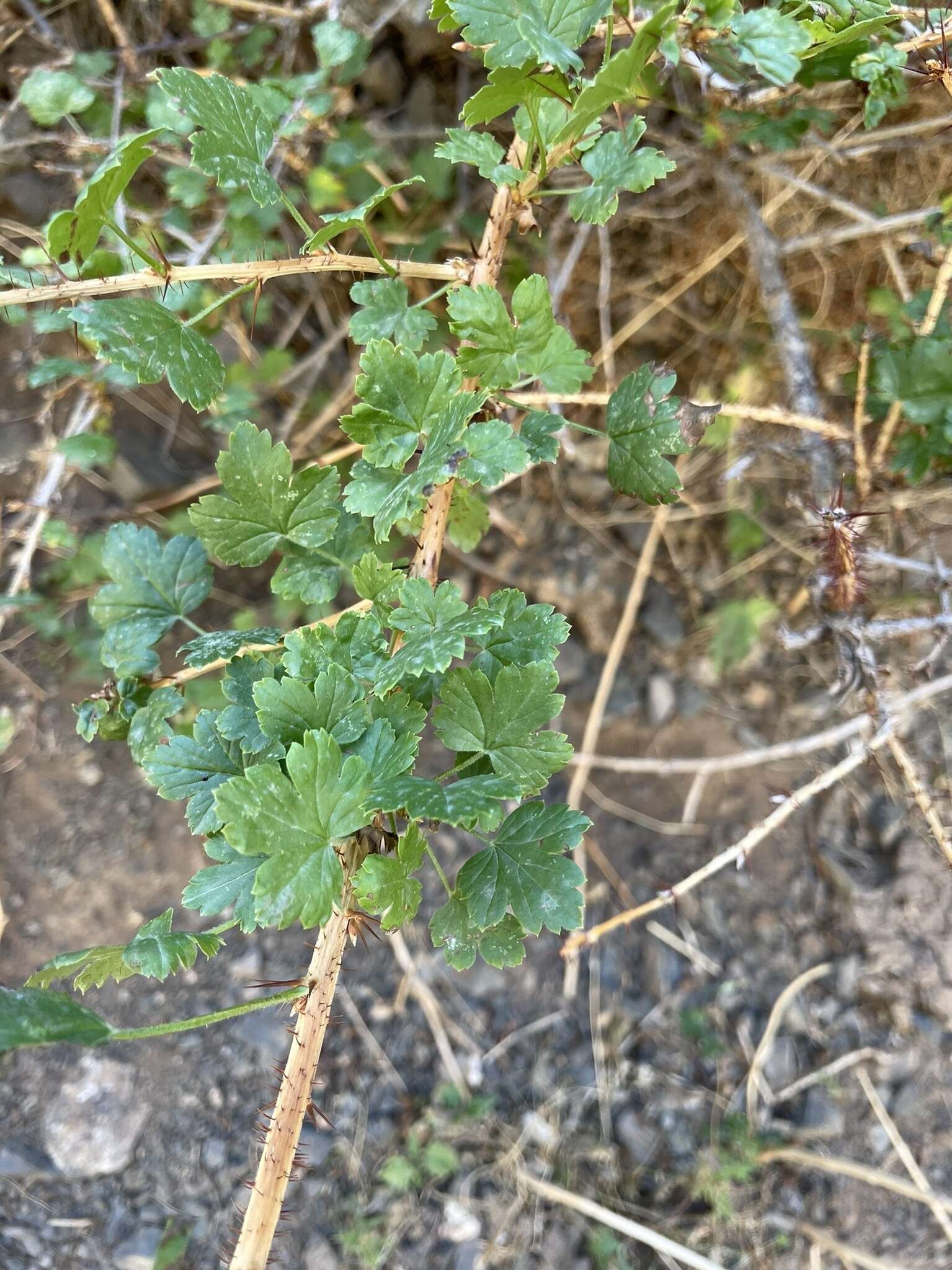 Imagem de Ribes aciculare Sm.