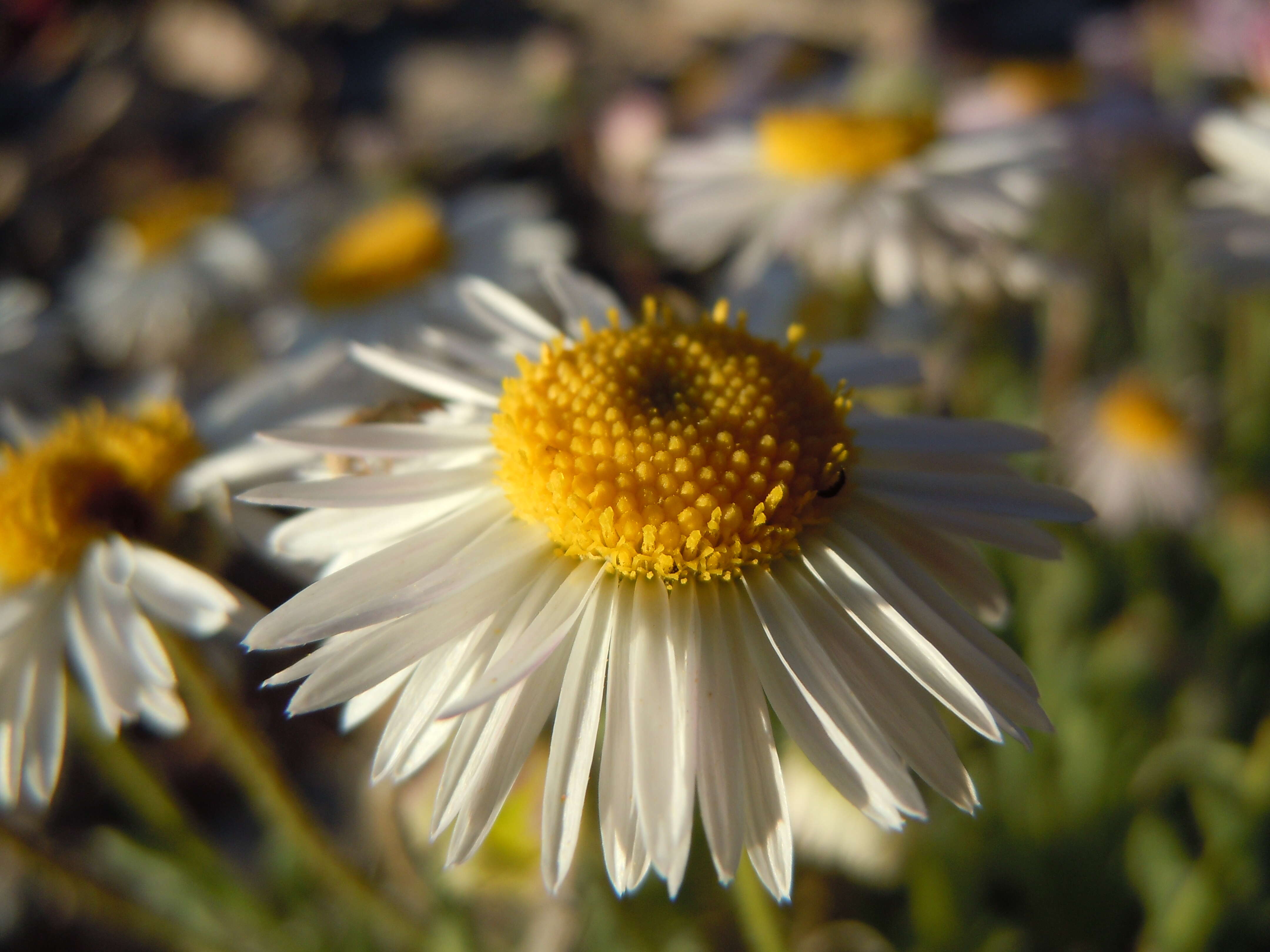 Image of Navajo fleabane