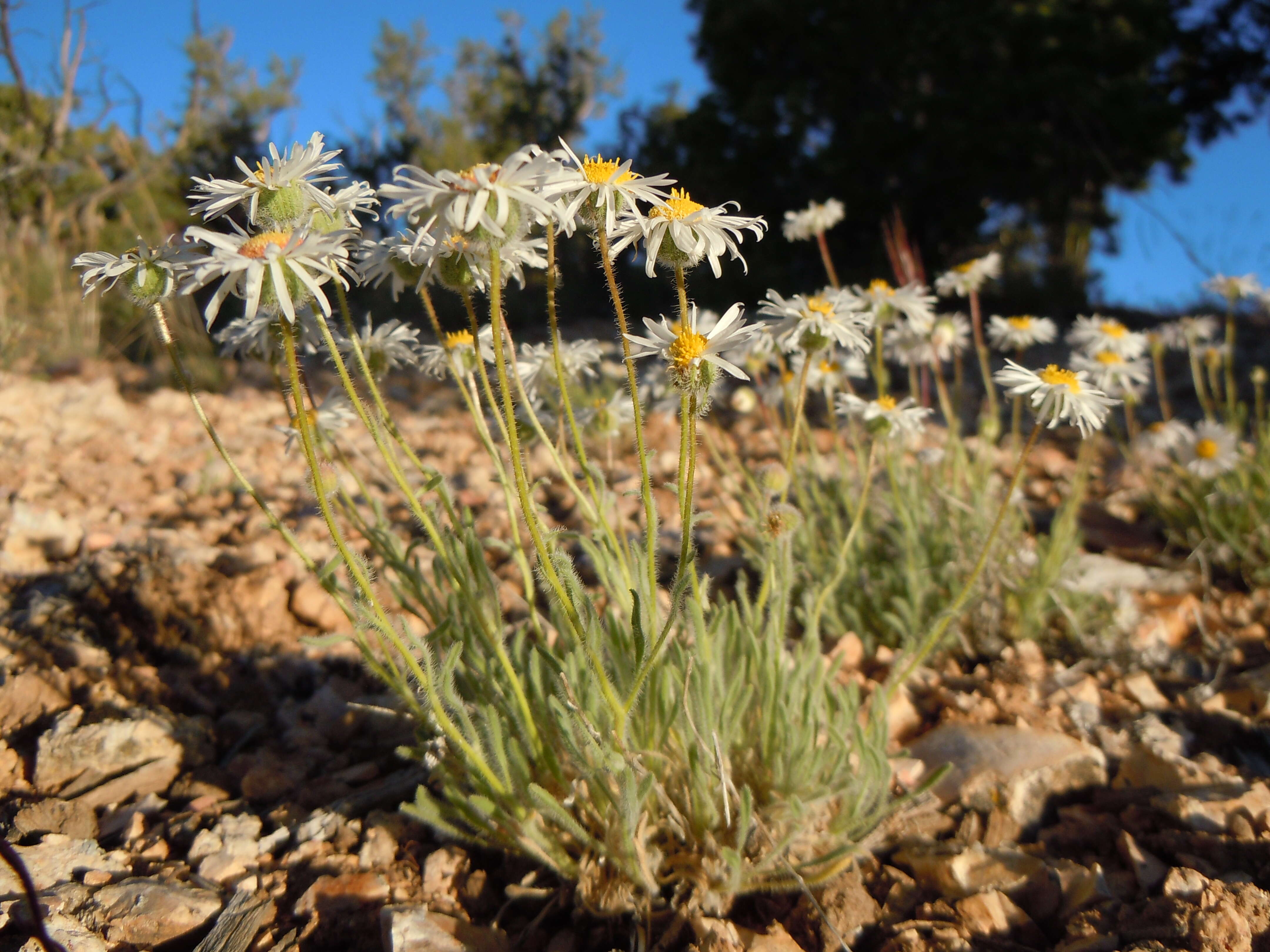 Image of Navajo fleabane