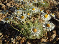 Image of Navajo fleabane