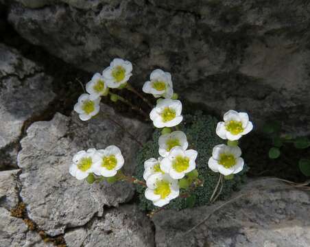 Imagem de Saxifraga squarrosa Sieber