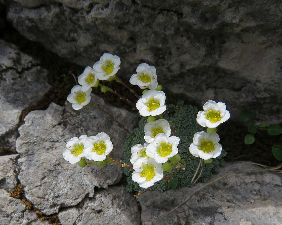 Sivun Saxifraga squarrosa Sieber kuva