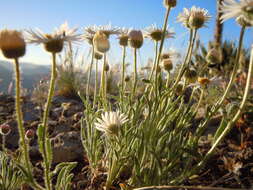 Image of Navajo fleabane