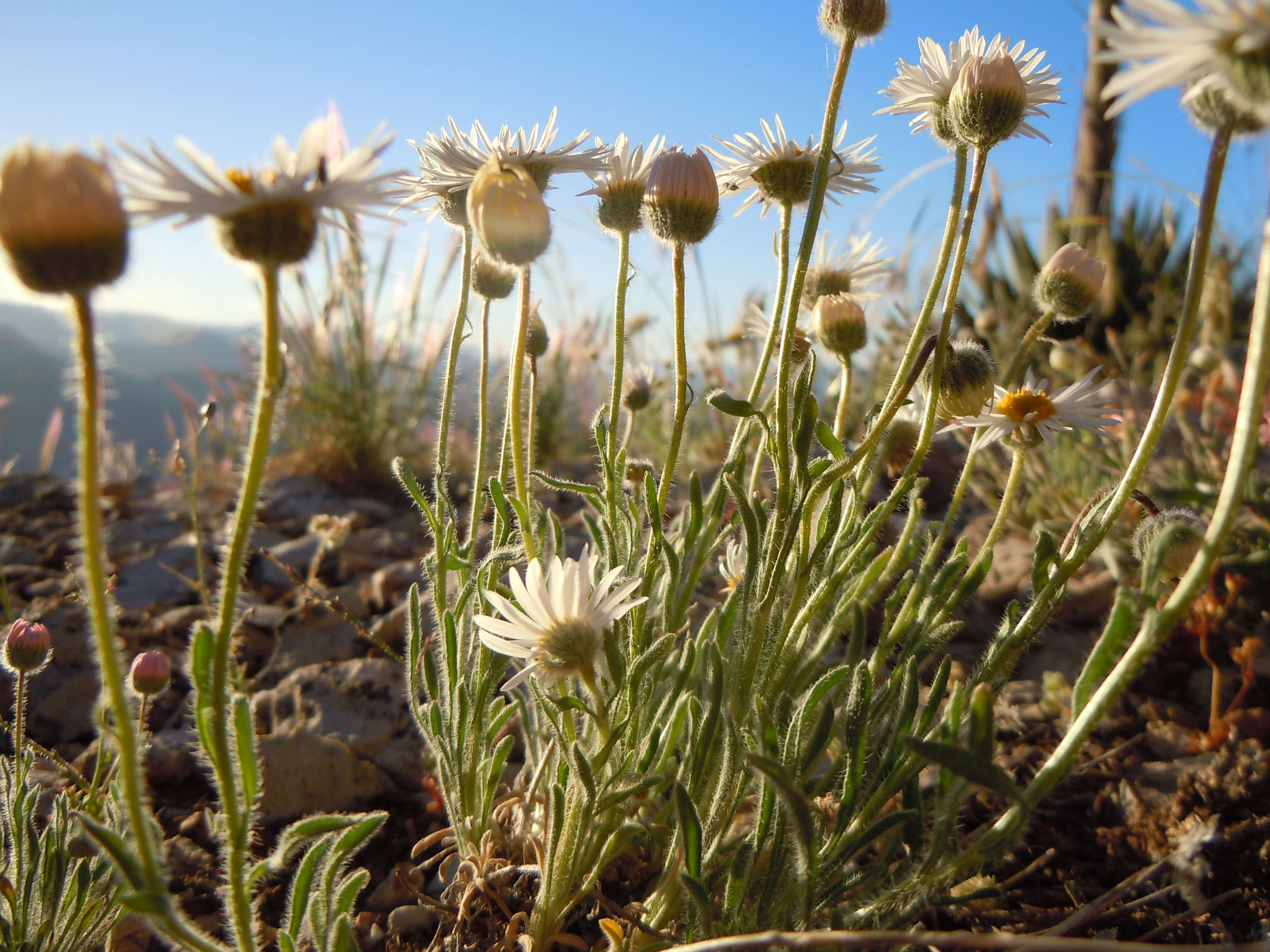 Image of Navajo fleabane