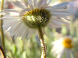 Image of Navajo fleabane