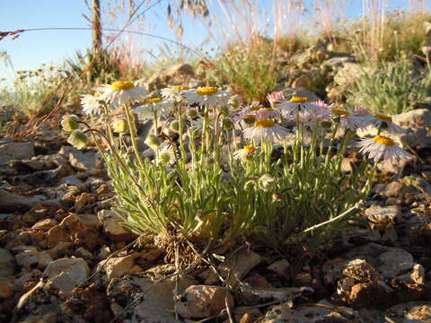 Image of Navajo fleabane