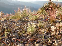 Image of Navajo fleabane