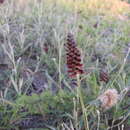 Image of Pterocaulon purpurascens Malme