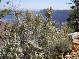 Image of roundleaf buffaloberry