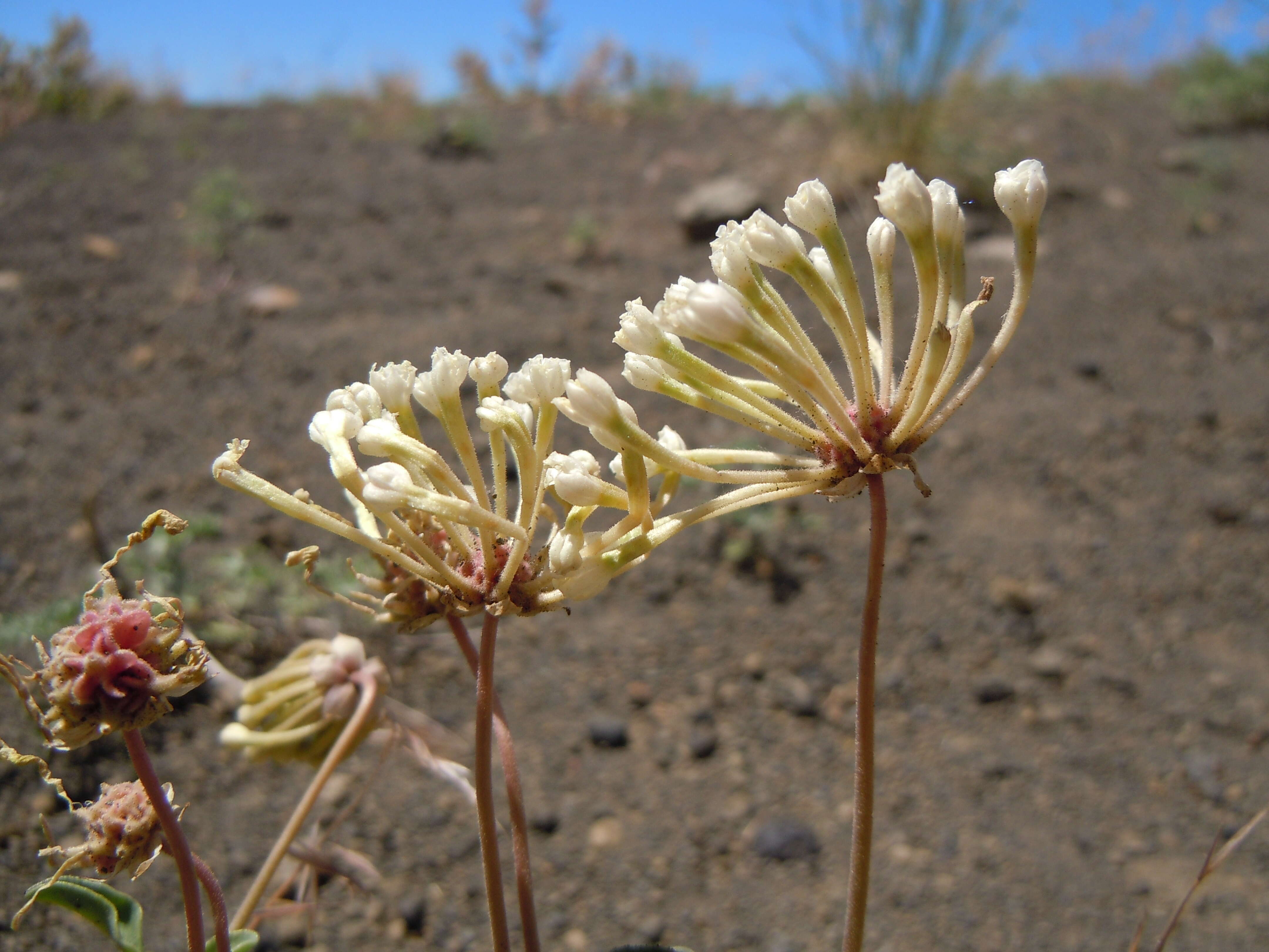 Image of white sand verbena