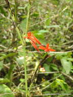 Image of maraca roja