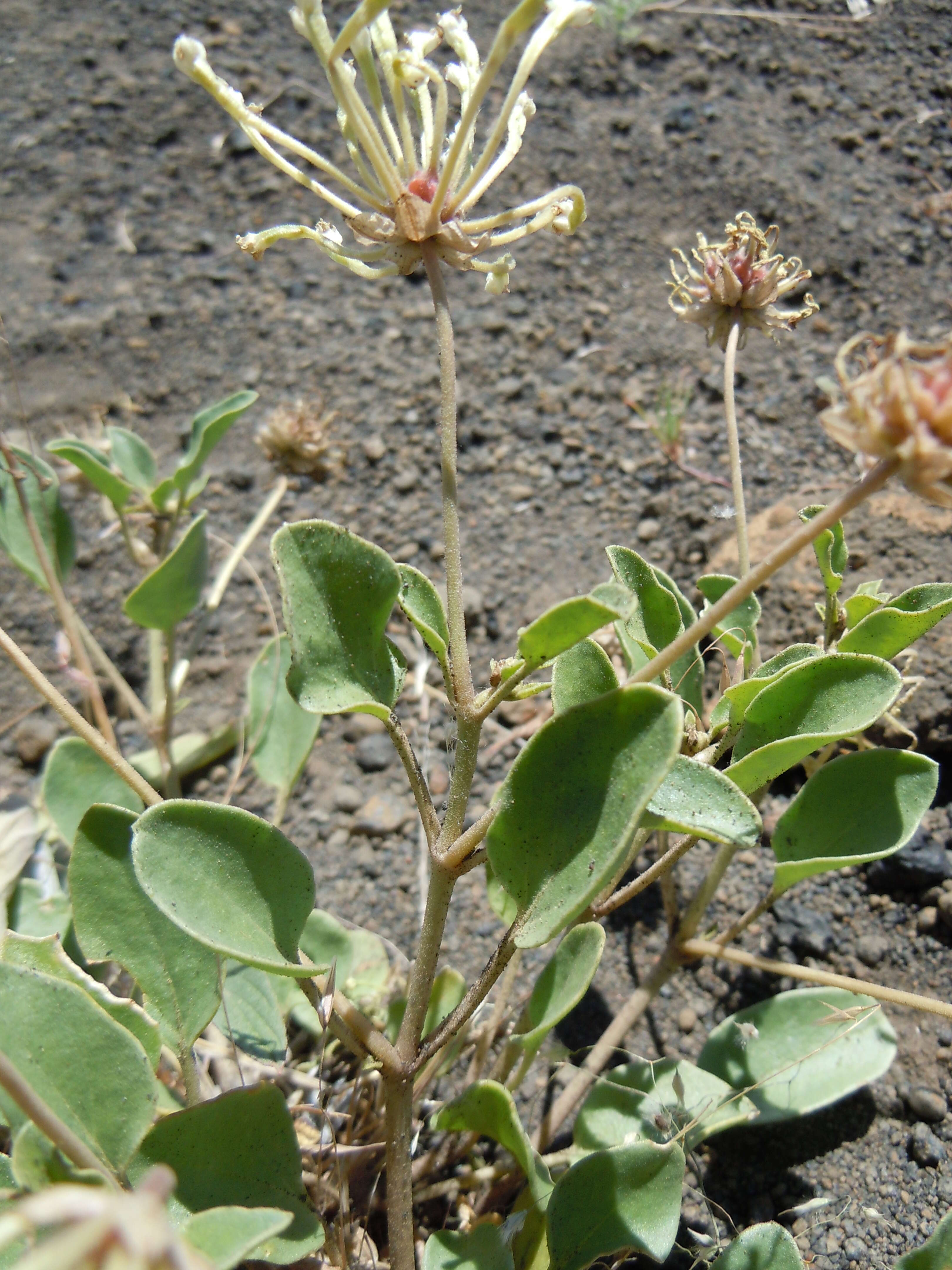 Image of white sand verbena