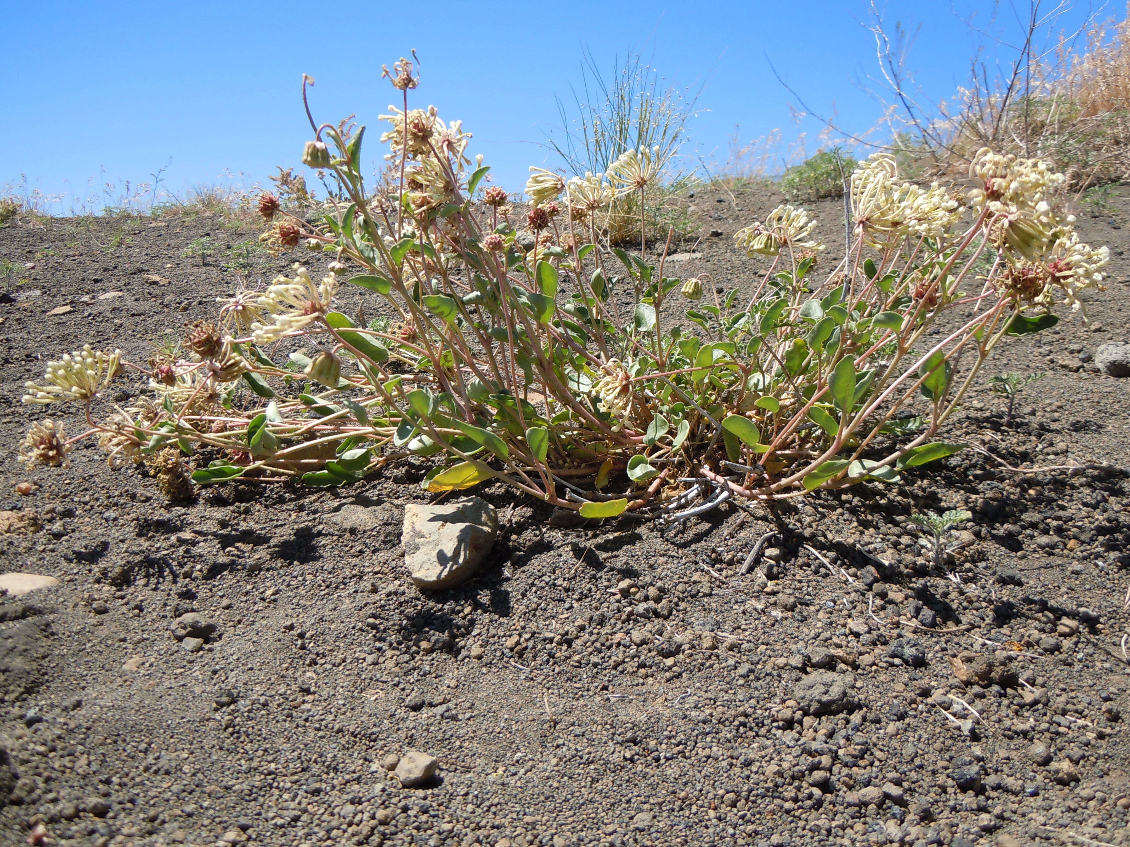 Image of white sand verbena