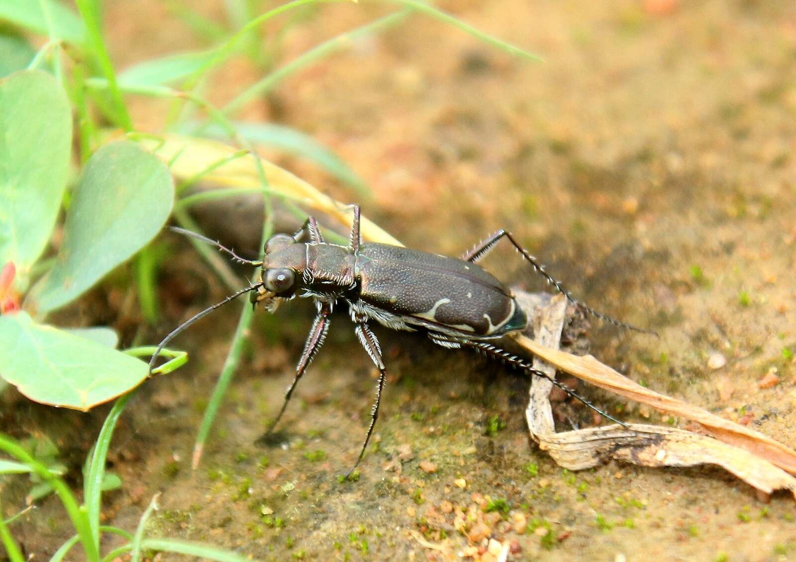 Image de Myriochila (Myriochila) atelesta (Chaudoir 1854)