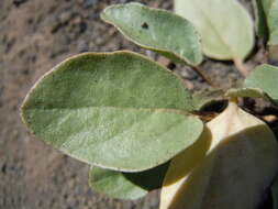 Image of white sand verbena