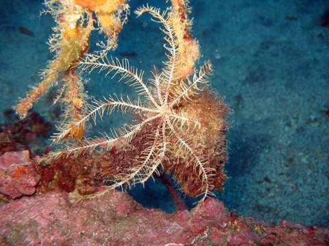 Image of Mediterranean feather star