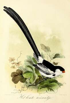 Image of Pin-tailed Whydah