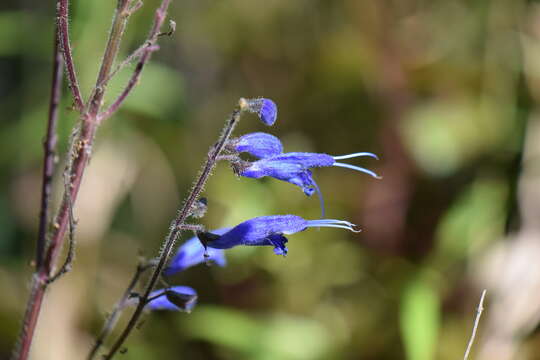 Image of Salvia cacaliifolia Benth.