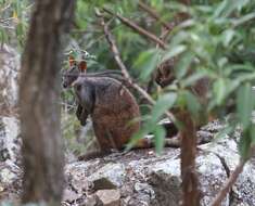 Image of Brush-tailed Rock Wallaby