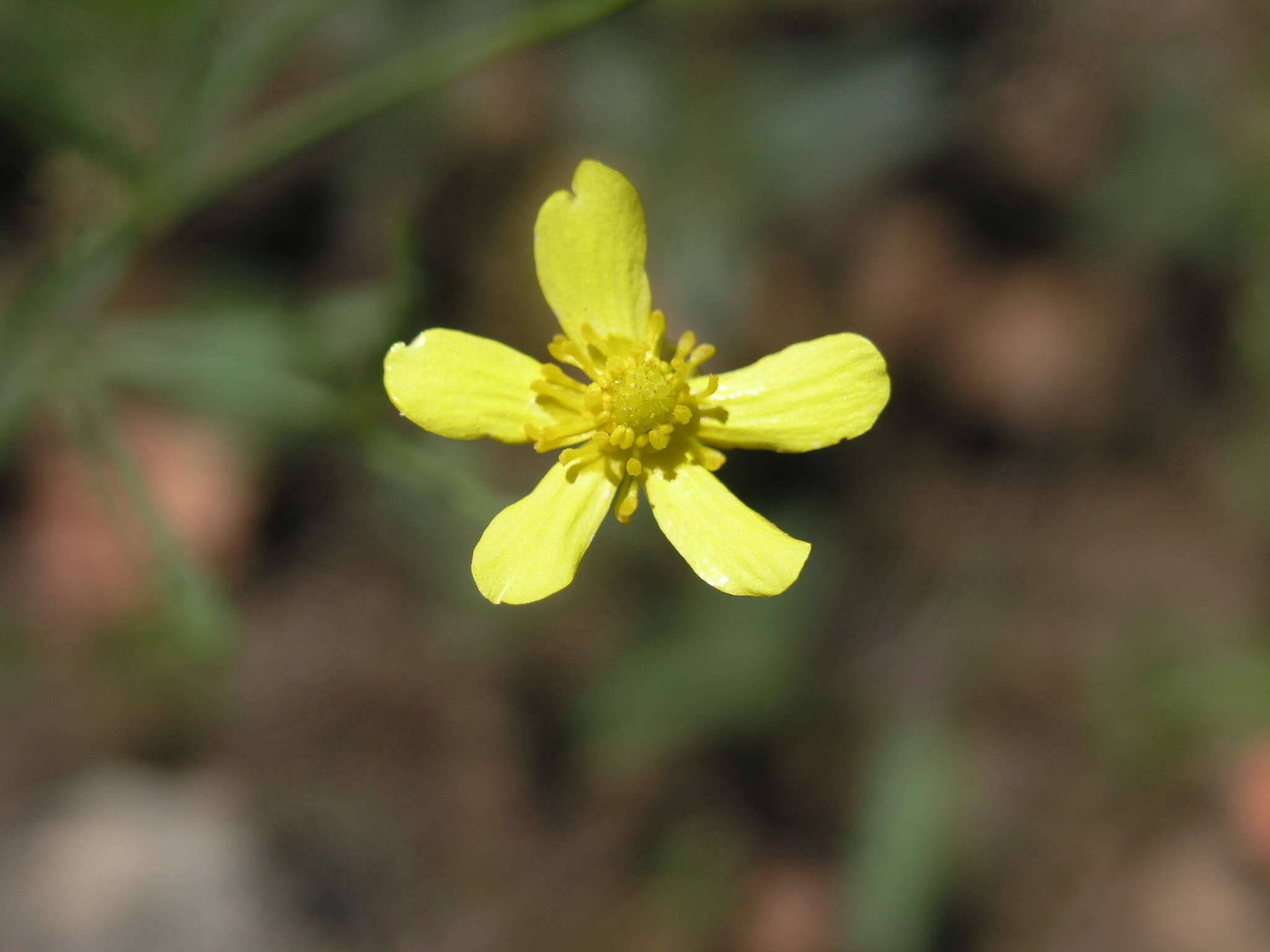 Image of Arizona buttercup