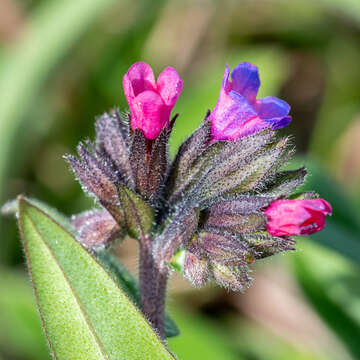 Plancia ëd Pulmonaria longifolia (Bast.) Boreau