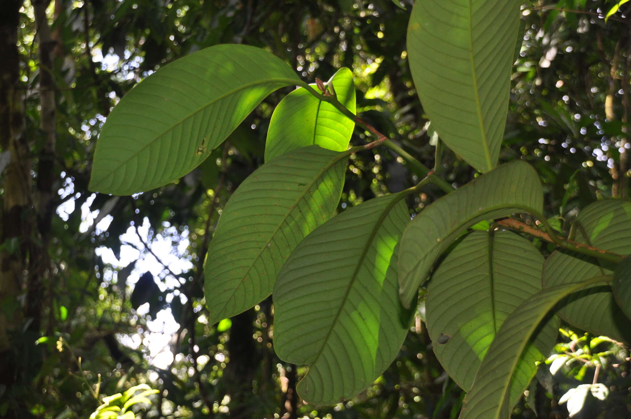 Image of Chrysochlamys grandifolia (L. O. Williams) B. E. Hammel