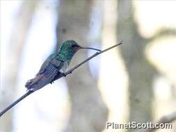 Image of Snowy-bellied Hummingbird