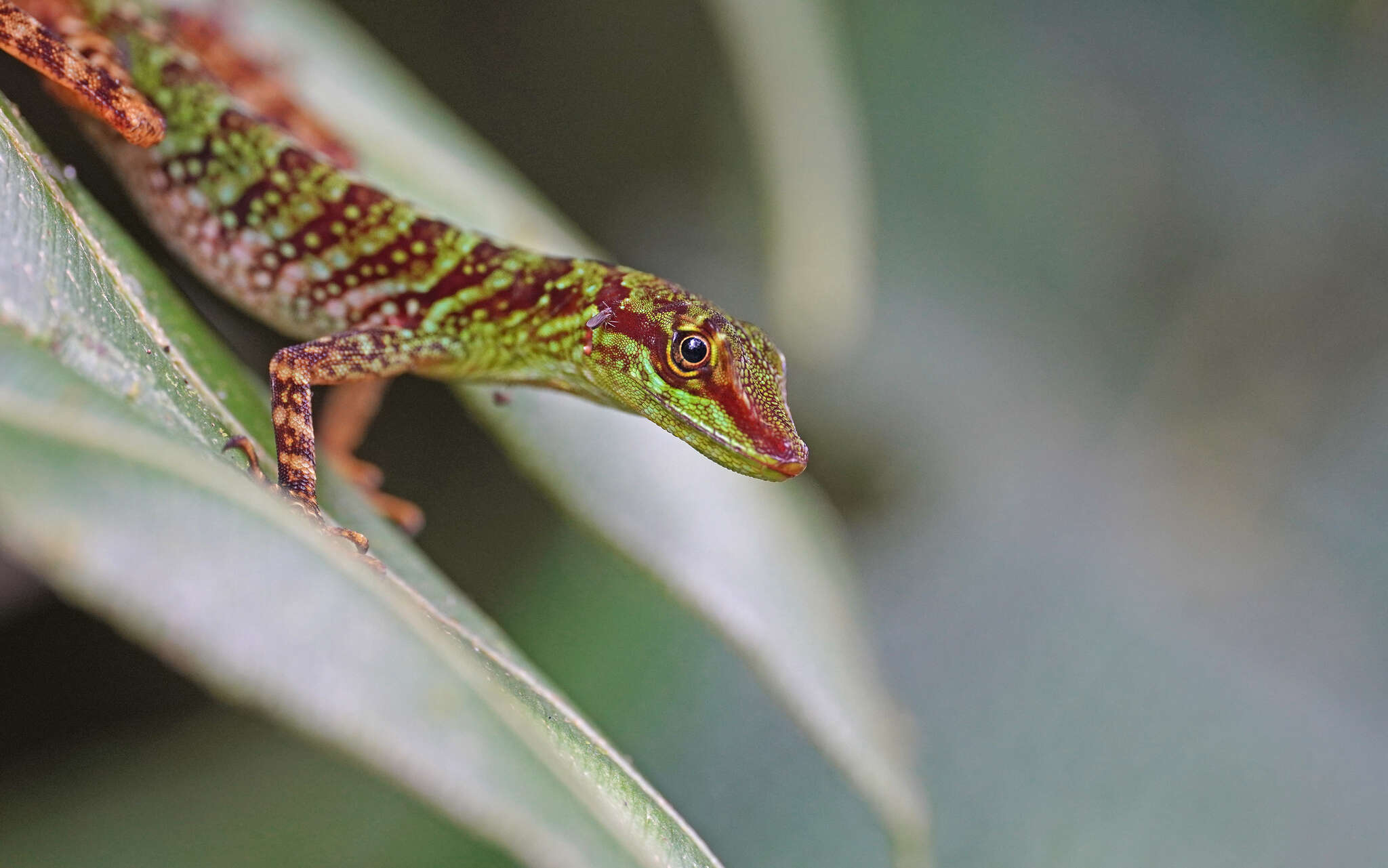 Sivun Anolis ventrimaculatus Boulenger 1911 kuva