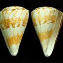 Image of Conus adami Wils 1988