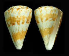 Image of Conus adami Wils 1988