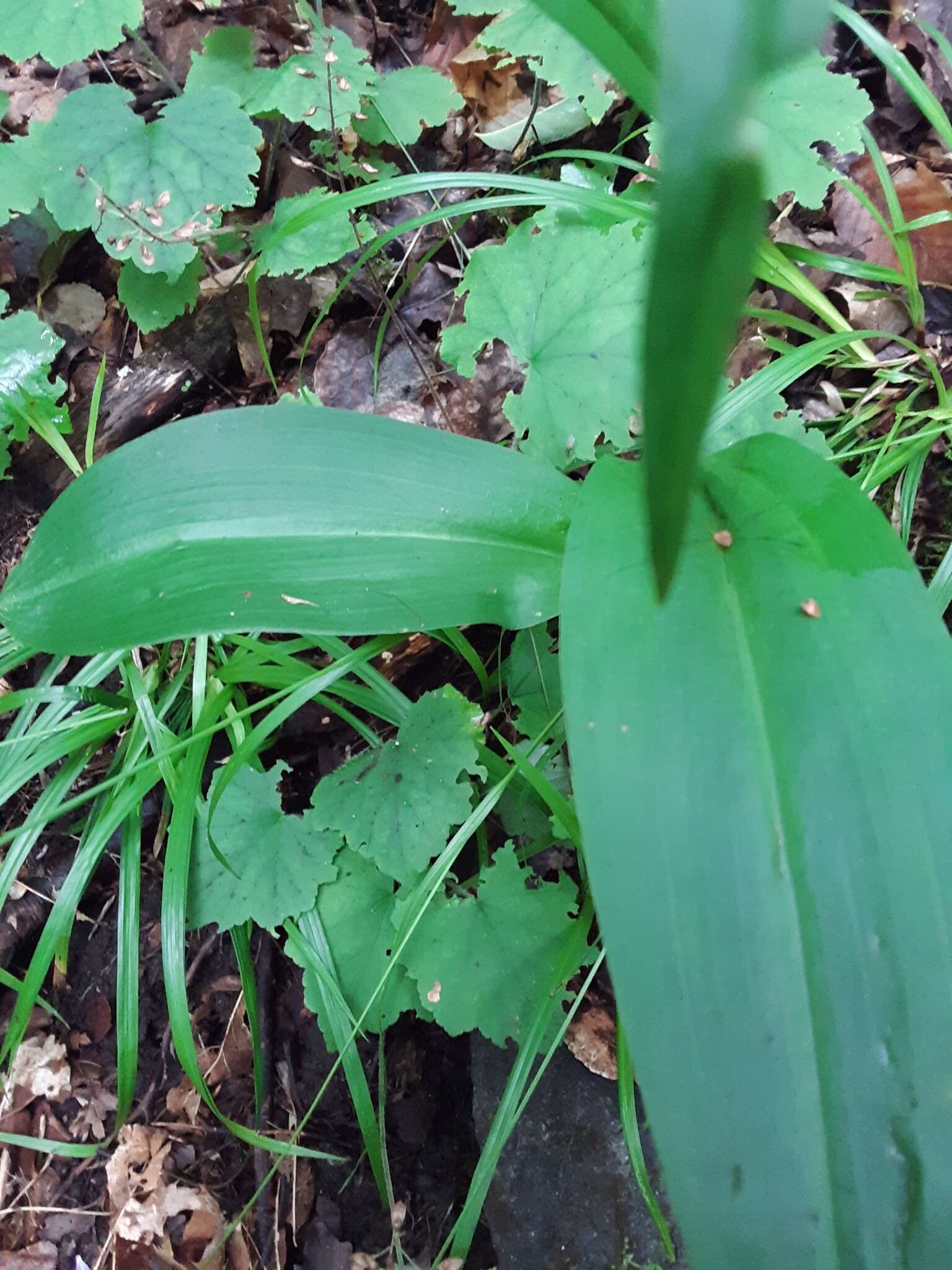 Image de Platanthera shriveri P. M. Br.