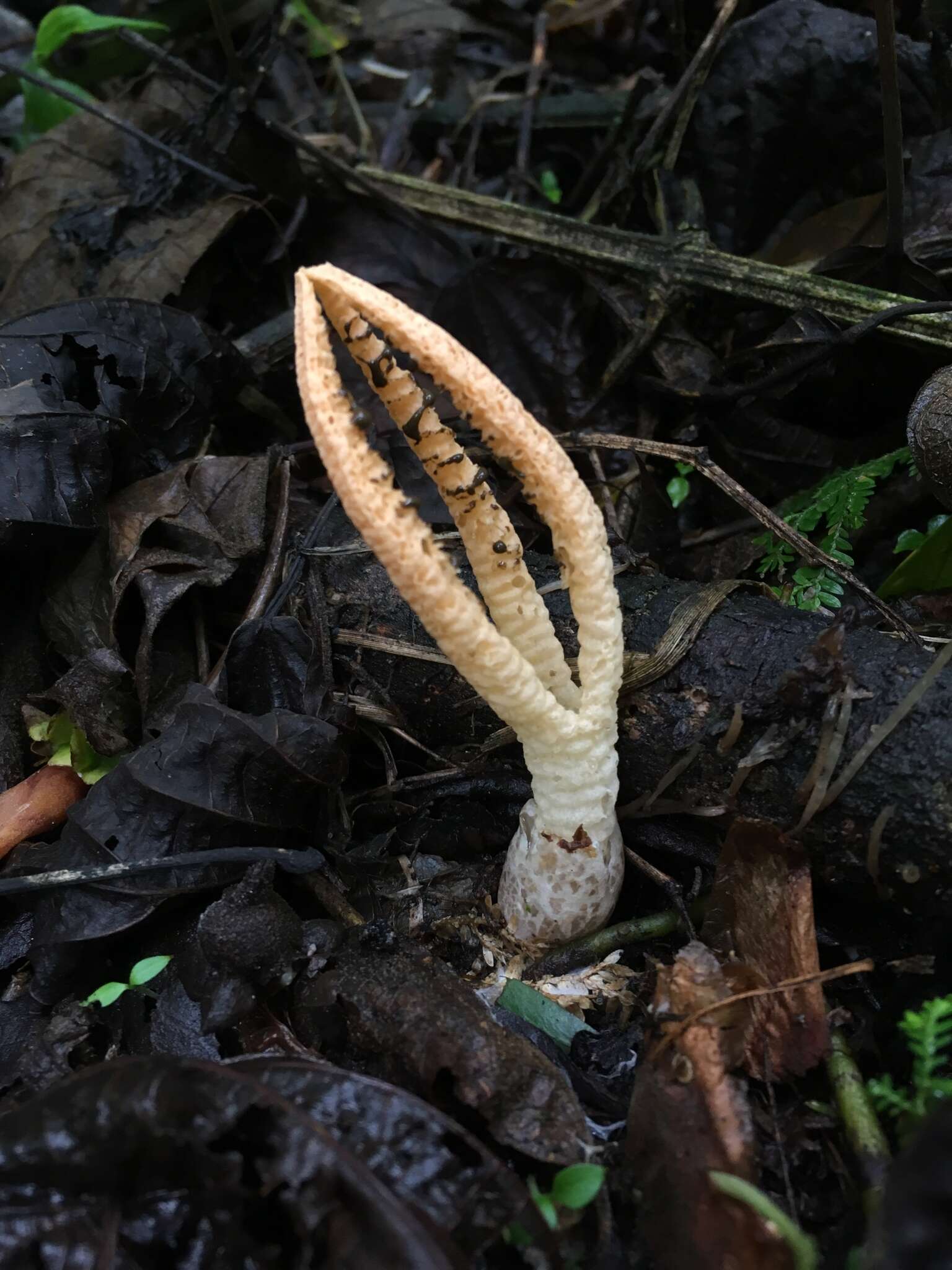 Pseudocolus garciae (Möller) Lloyd 1895的圖片